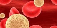 Что такое лейкоциты в крови?