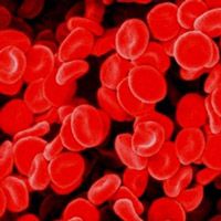 Что такое эритроциты в крови человека
