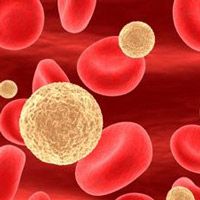 Что такое лейкоциты в крови человека