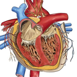Что такое порок сердца